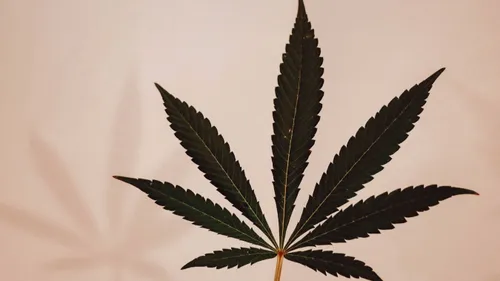 Comment bien consommer une fleur de CBD ?